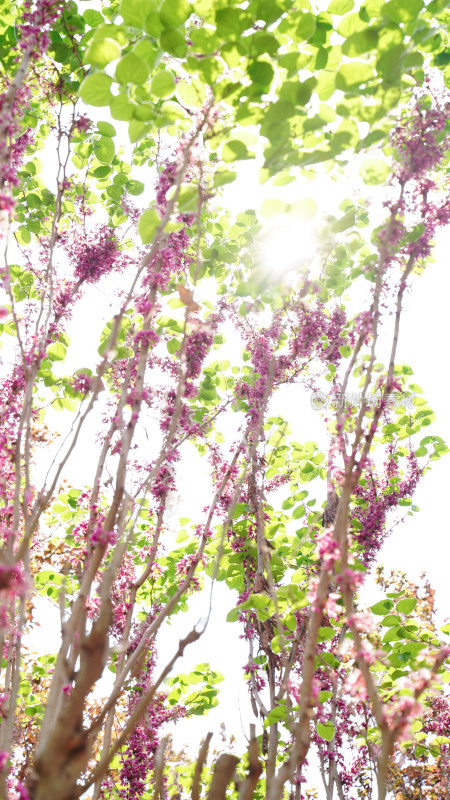 紫荆树满条红