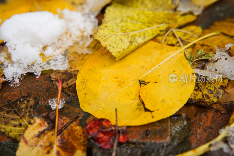 地面上的落叶黄叶积雪融化