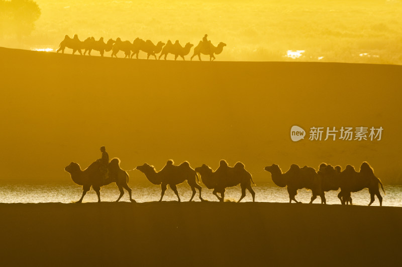 沙漠中骆驼群在夕阳下行走的景象