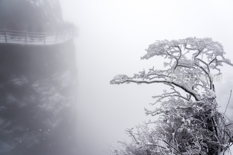 冬季大雪树木雾凇雪挂