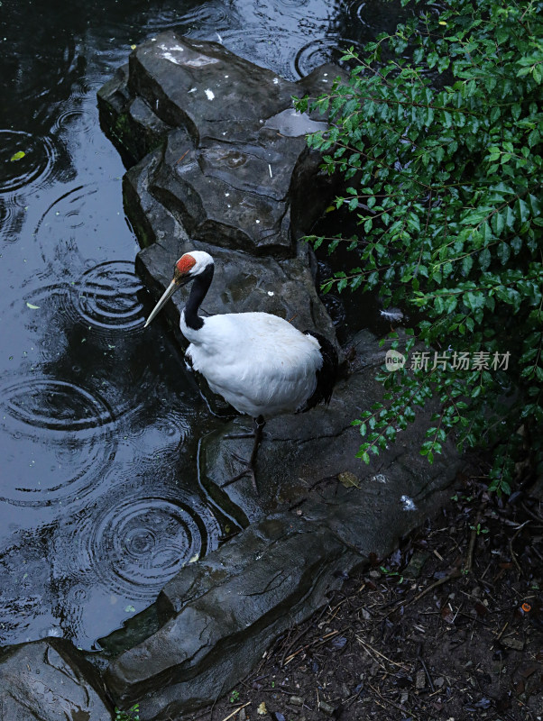 湖边上一只白色的动物丹顶鹤
