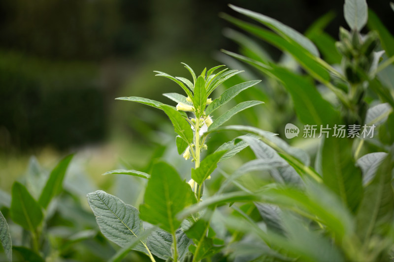 开花的芝麻植物