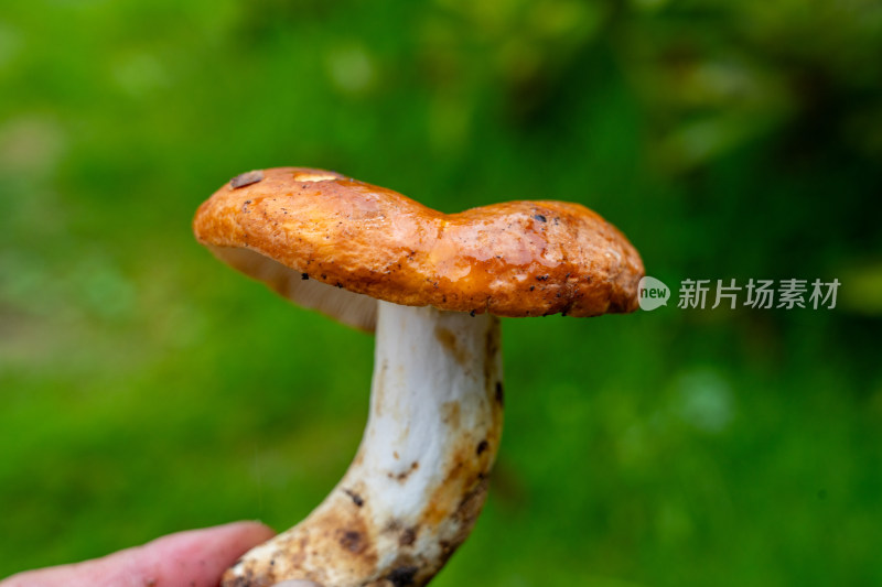 云南野生菌奶浆菌图集17