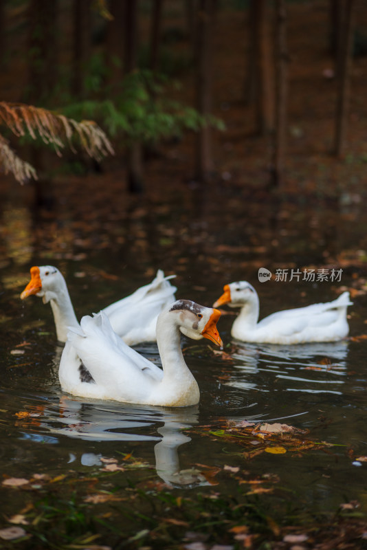 水中嬉戏的白鹅近景特写