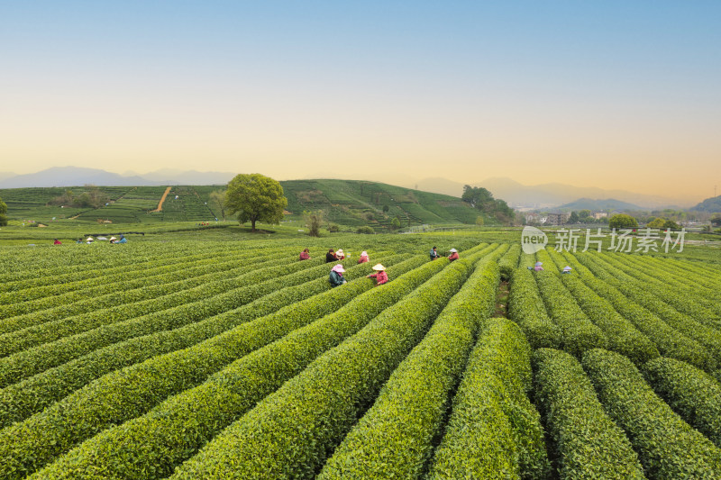 春天杭州西湖龙井茶园龙坞茶园