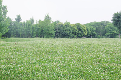 乡村绿色春天植物风景自然户外