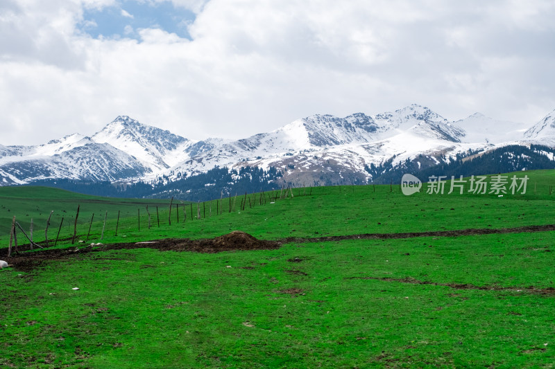 新疆伊犁琼库什台雪山森林草原风光