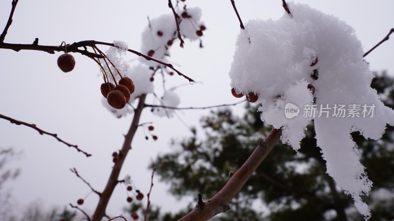 雪中的红果