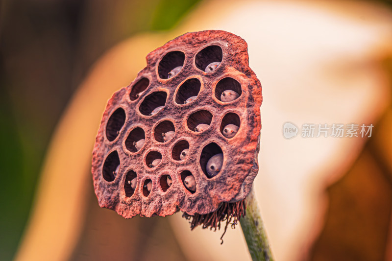 秋天池塘里枯萎的莲蓬