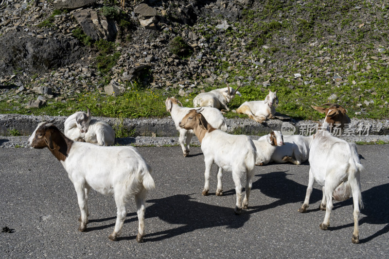 悠闲的羊群在山间公路上休息