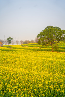 武汉东湖油菜花花海