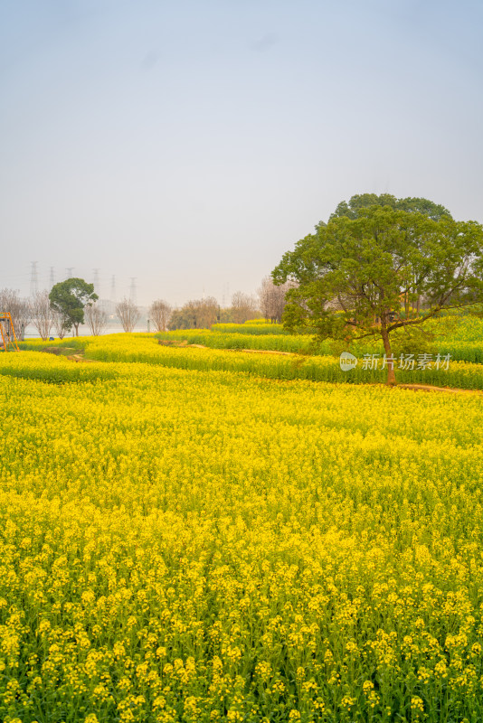 武汉东湖油菜花花海