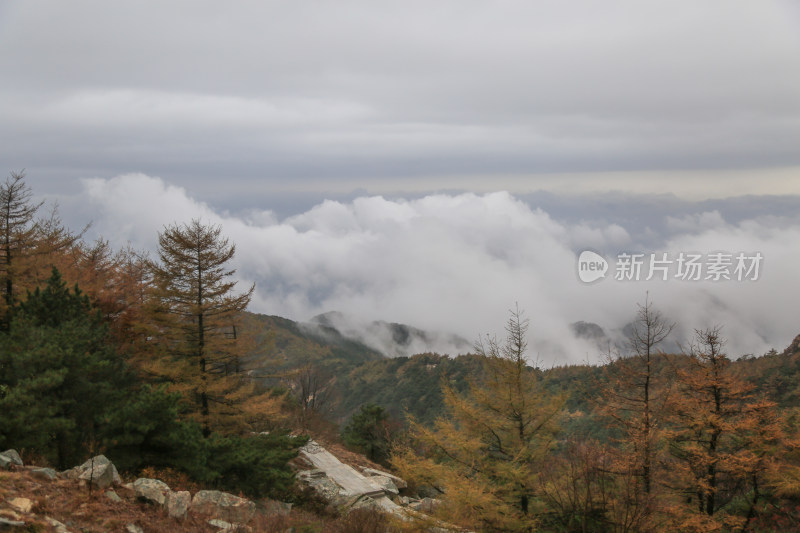 云海 山峰 山峦 清晨 泰山 唯美 秋色 秋天