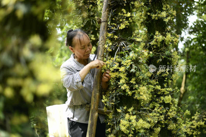 大自然森林中 中药材 仿野生铁皮石斛