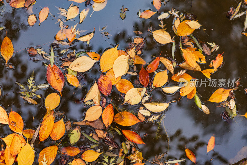 深秋落在池塘水中的落叶特写