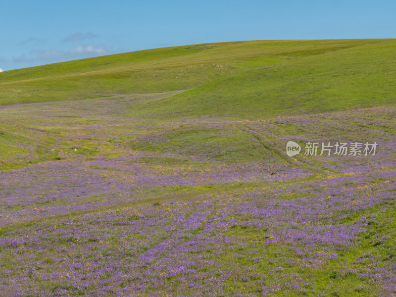 新疆北疆伊犁喀纳峻大草原鲜花台高空航拍