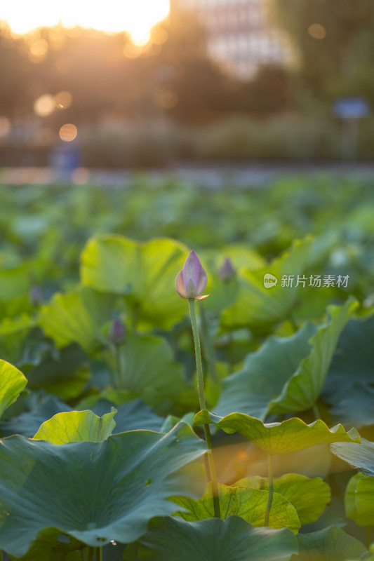 含苞待放的荷花