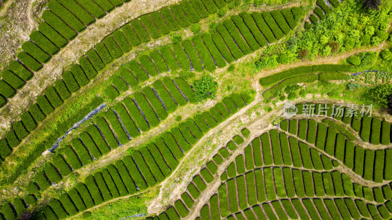 大自然茶园茶叶茶山美景景色航拍