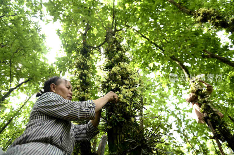 大自然森林中 中药材 仿野生铁皮石斛