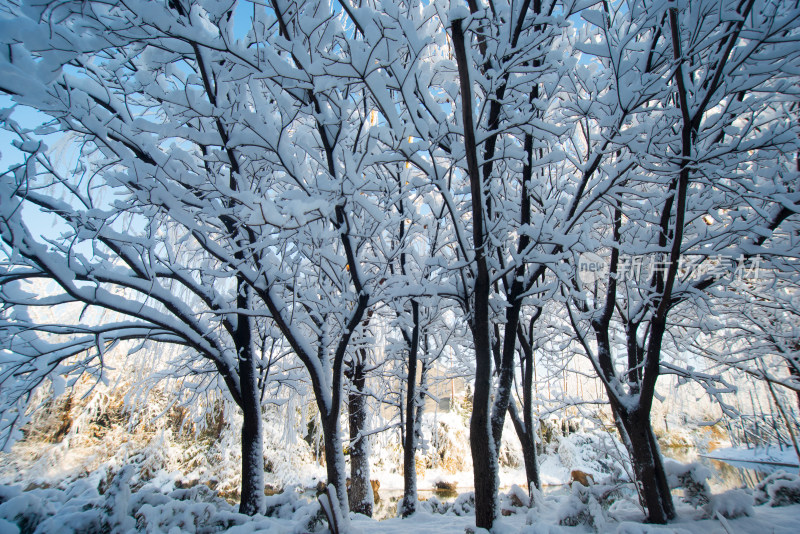 冬日积雪覆盖的树林景观