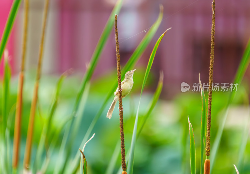 芦苇丛中的褐山鹪莺