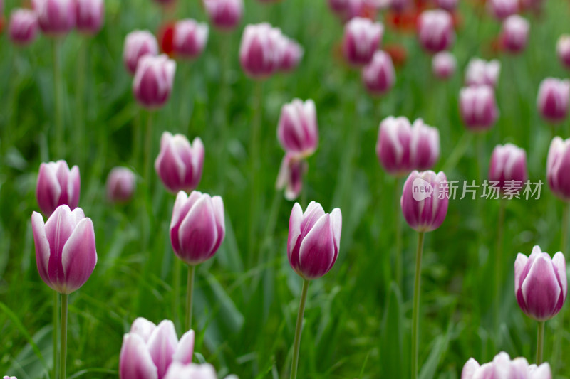 杭州太子湾多彩郁金香花海景观