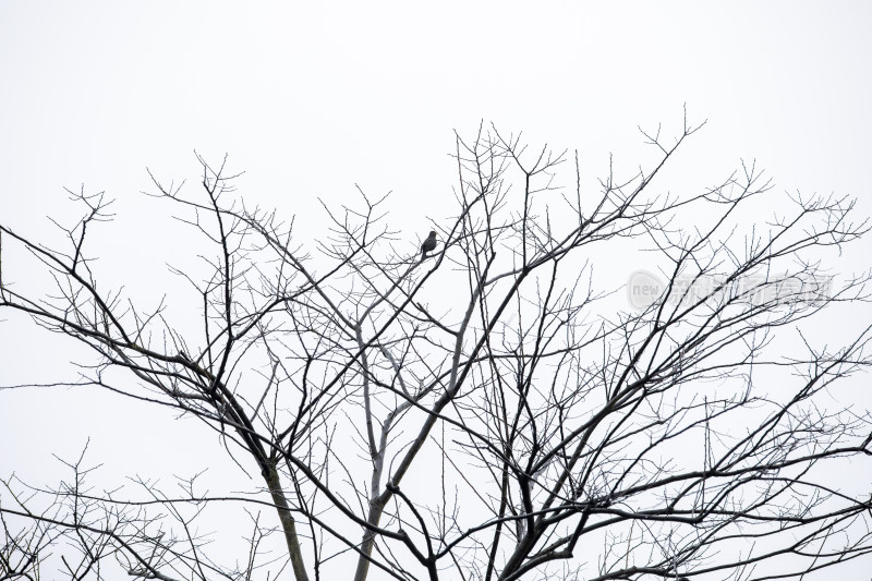 冬天枝头上一只鸟