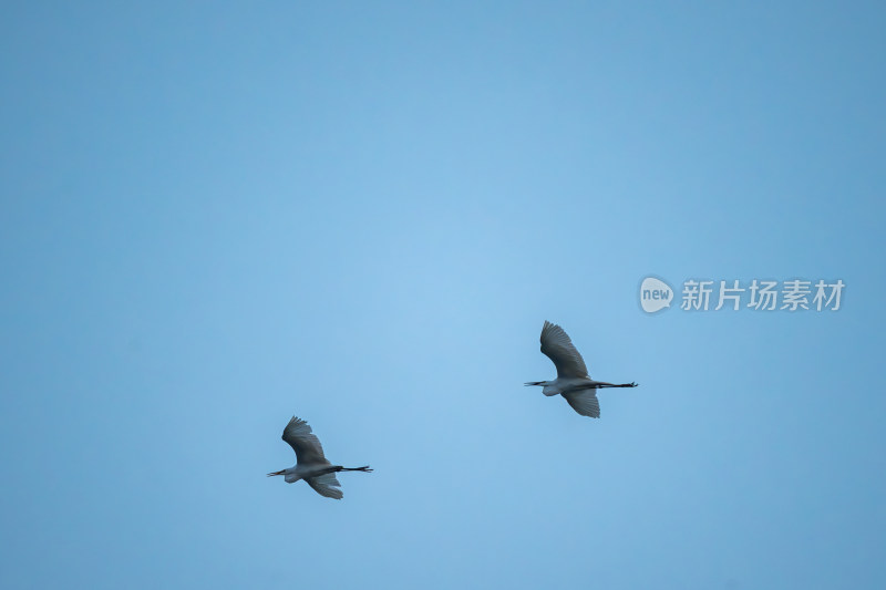 天空中飞行的白鹭