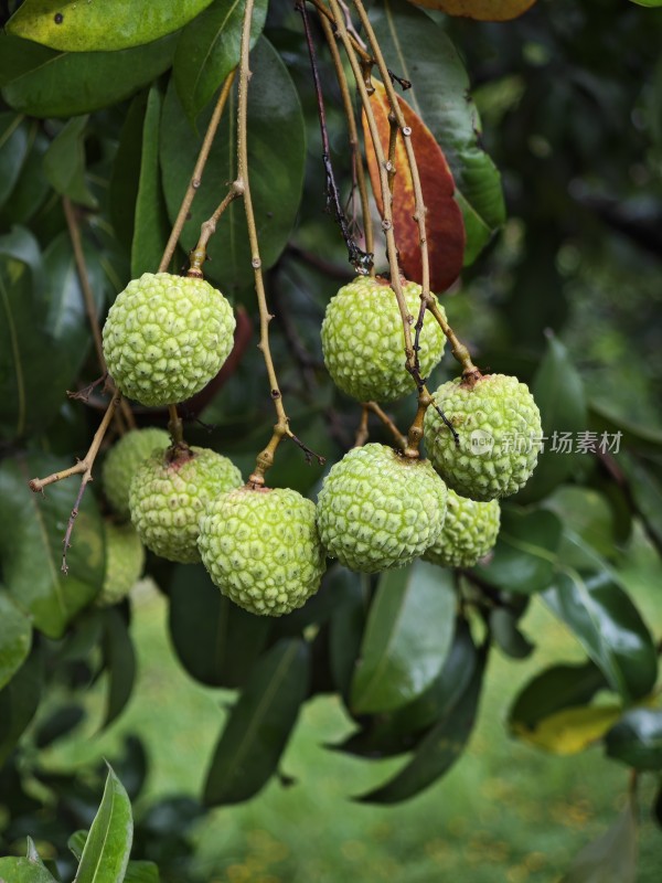 枝头未成熟的荔枝果实