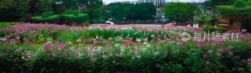 佛山市千灯湖公园醉蝶花花海