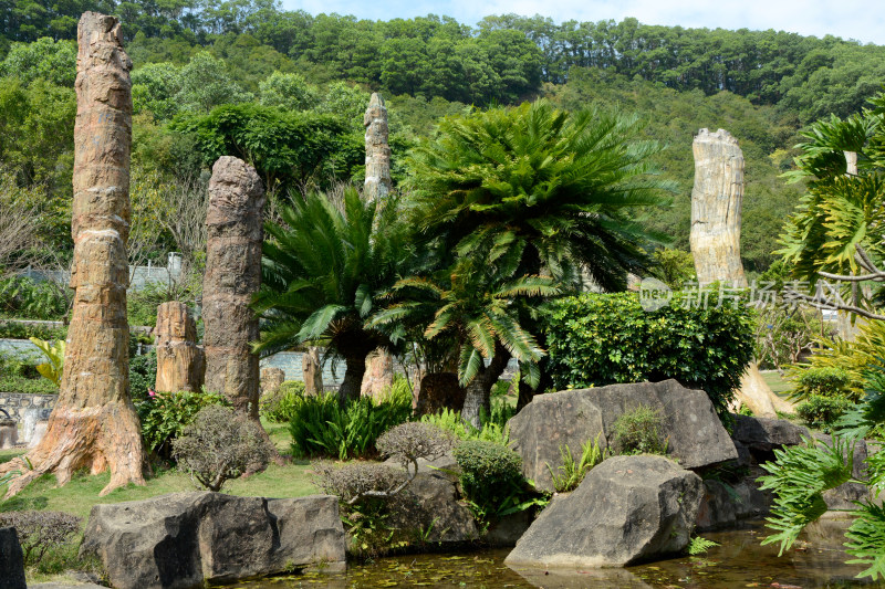 深圳仙湖植物园化石森林