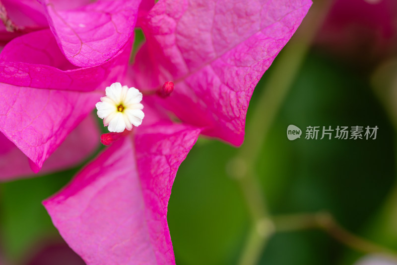 上海辰山植物园叶子花微距特写