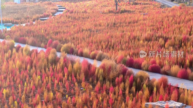 枣庄凤凰绿道陌上花开