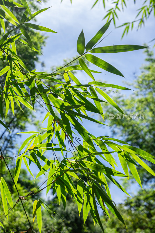 微景观植物植被 竹子竹叶