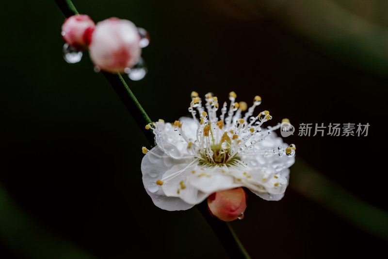 雨天盛开的西溪湿地梅花微距视角