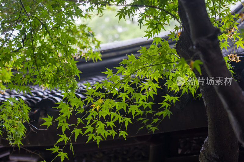 江南苏州园林古代建筑历史文化传统树木绿叶