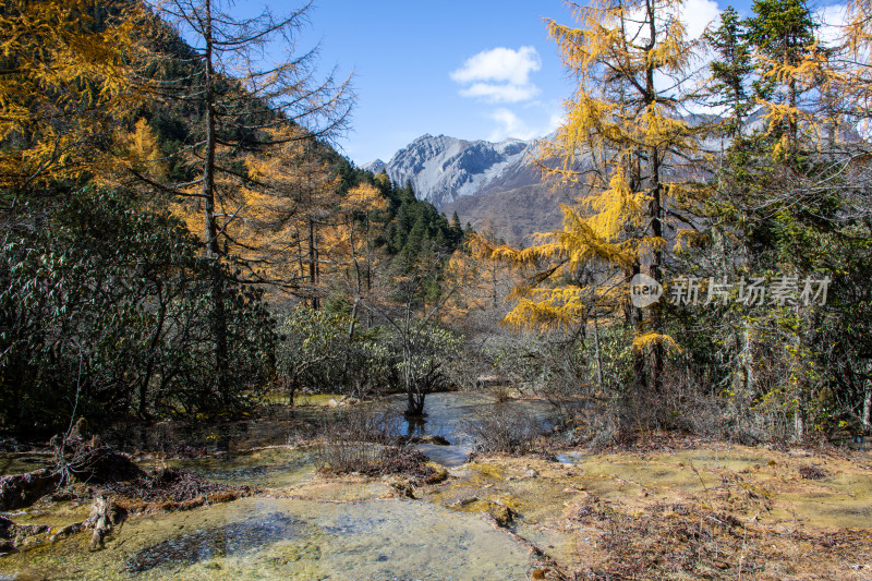 四川阿坝黄龙景区秋日山林流水