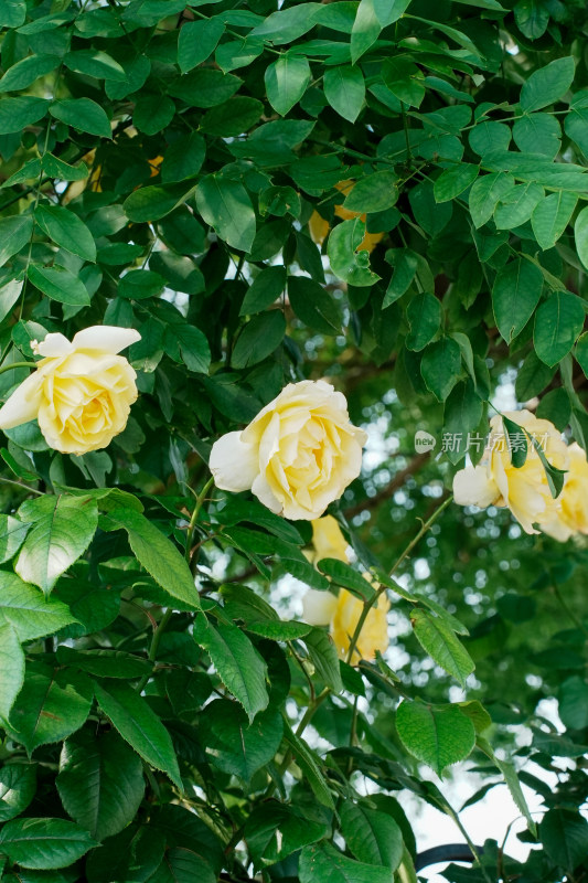 世界花卉大观园月季