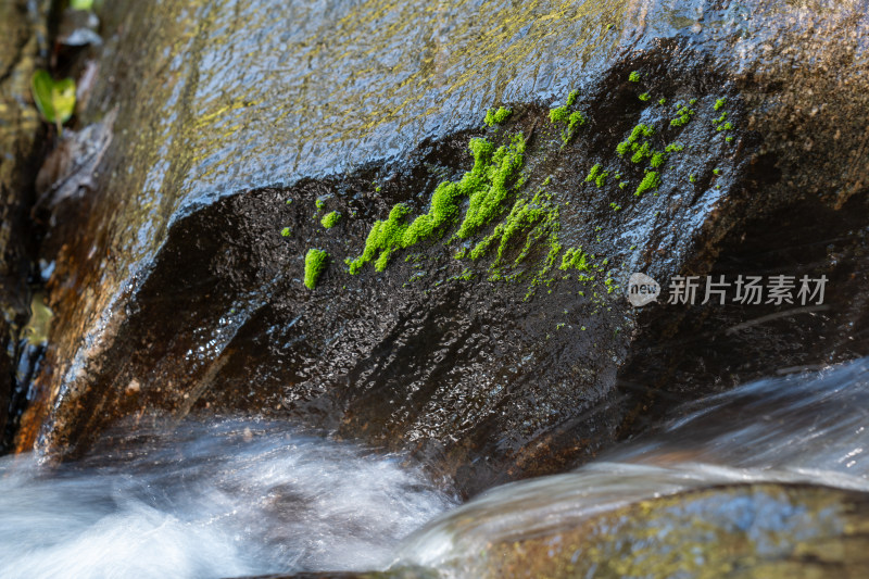 长有绿色苔藓的水边岩石特写