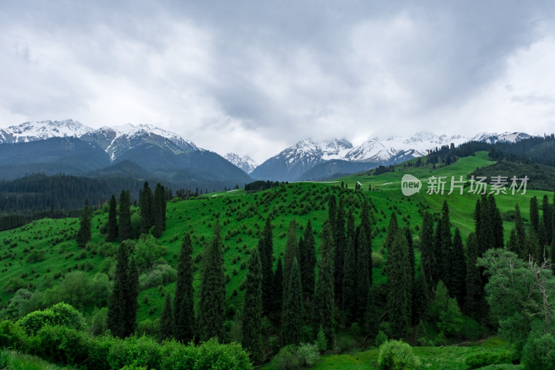 新疆伊犁恰西雪山森林草原风光