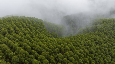 航拍绿色山林云海