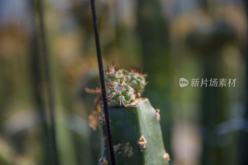 仙人球多肉植物