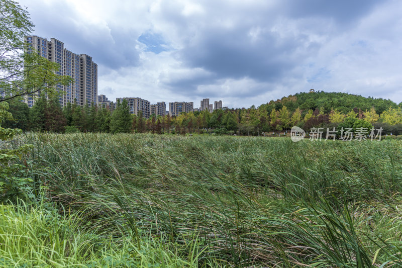 武汉江夏区藏龙岛国家湿地公园风景