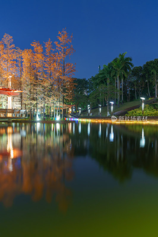 佛山千灯湖公园落羽杉红叶与城市湖泊夜景