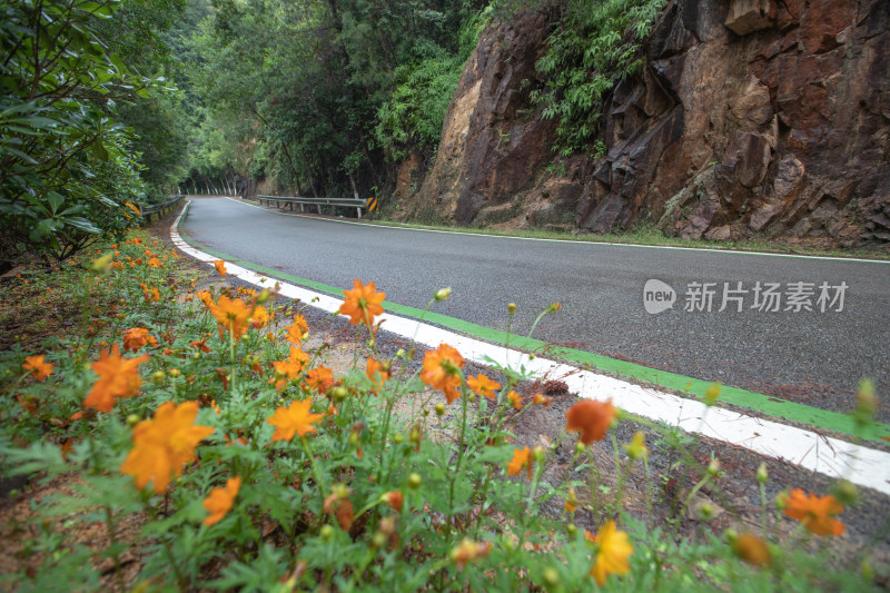 公路边种下美化的花