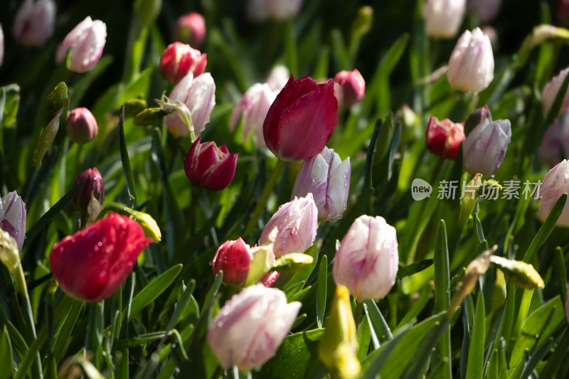 春天挂满水珠的多彩郁金香花丛