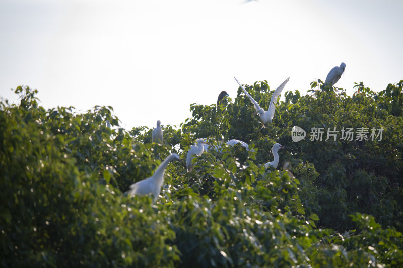 浙江十大观鸟胜地杭州萧山瓜沥白鹭特写