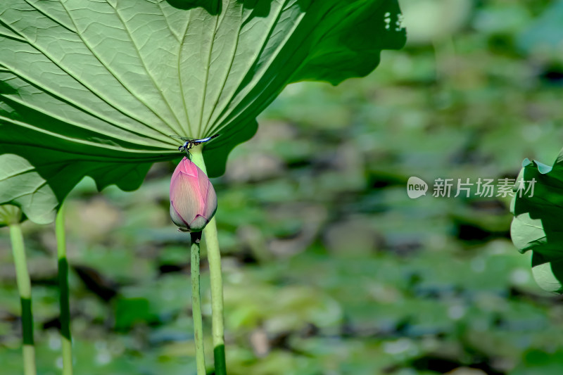 荷花与蜻蜓