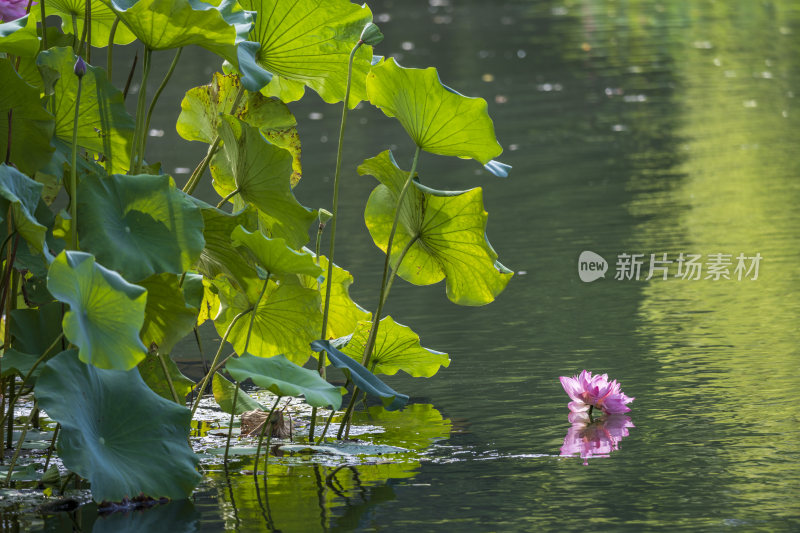 杭州西湖风景区曲院风荷荷花风景