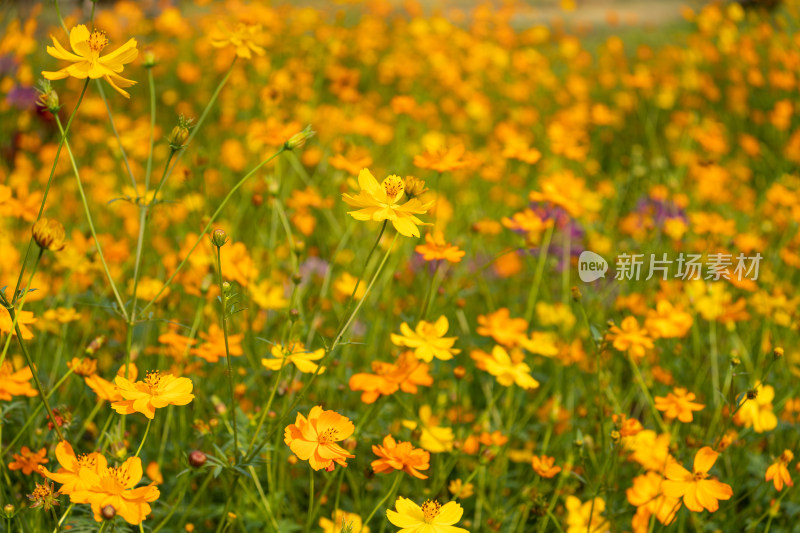 金黄的波斯菊花海